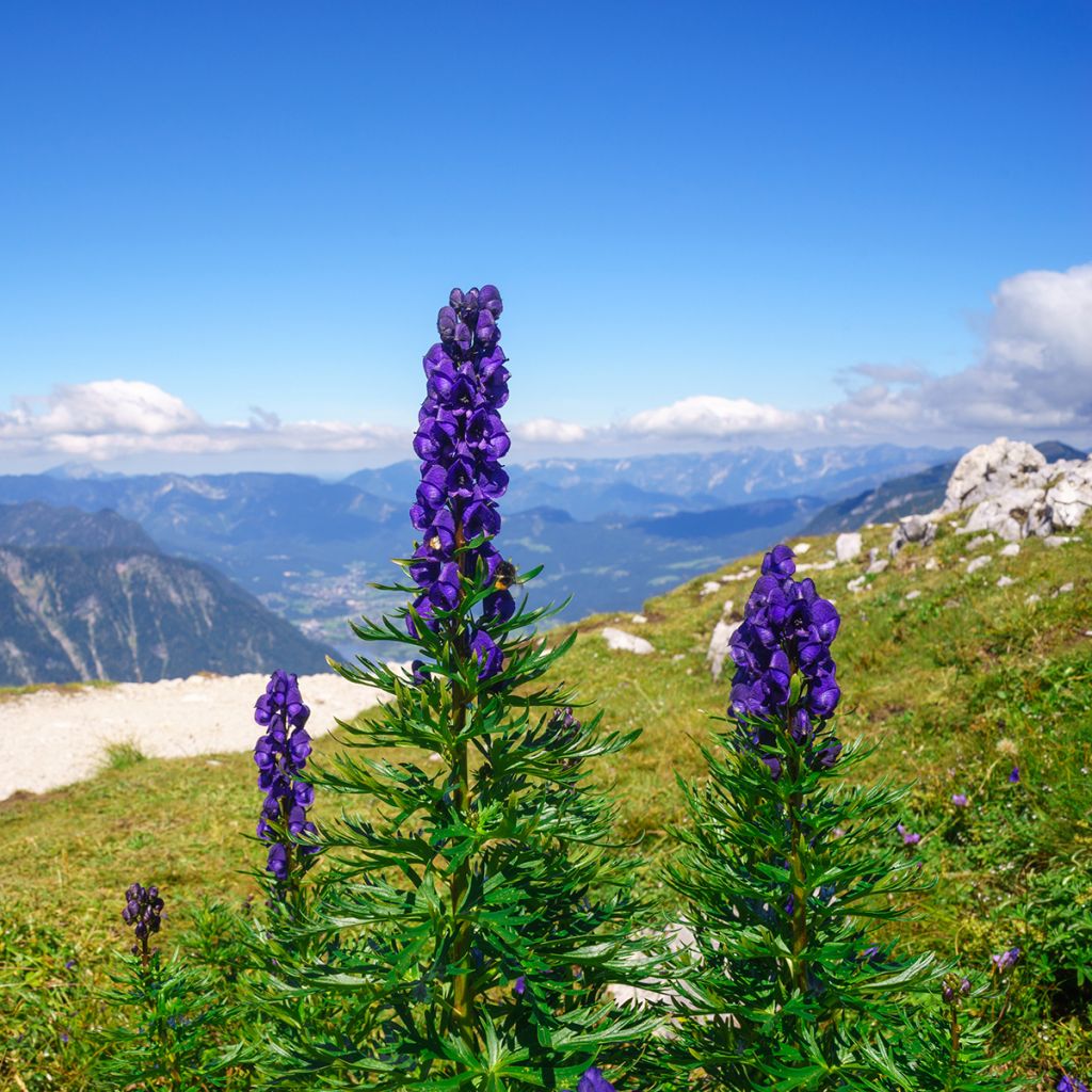 Aconitum napellus - Aconito napello