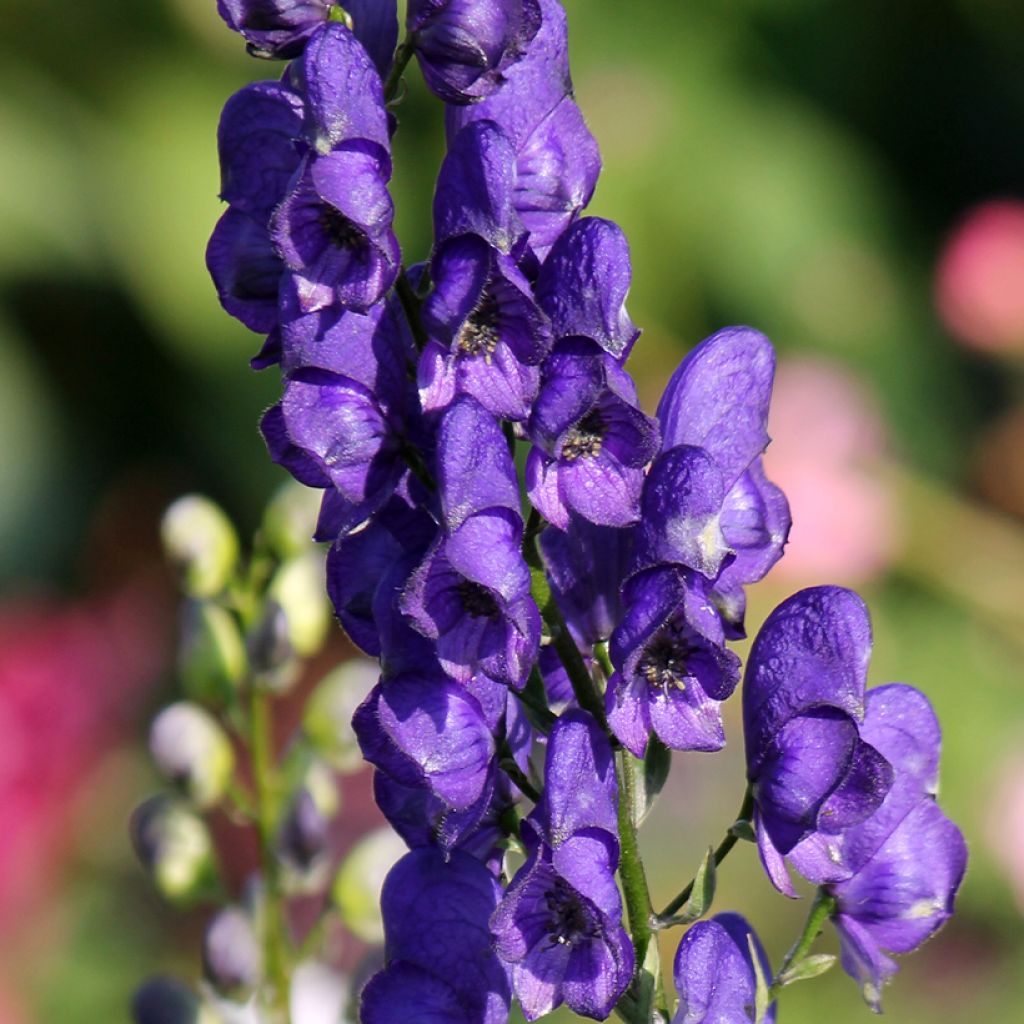 Aconitum napellus - Aconito napello