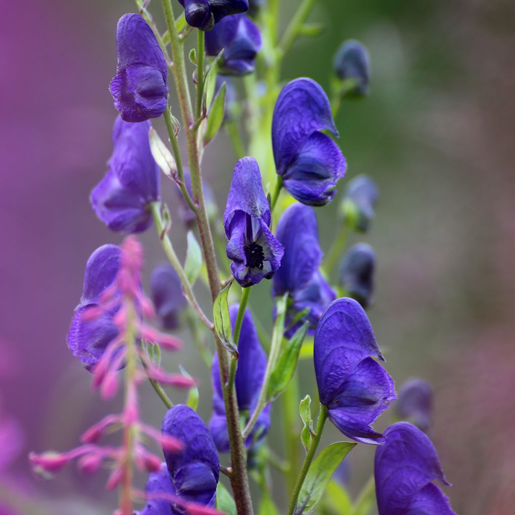 Aconitum napellus - Aconito napello