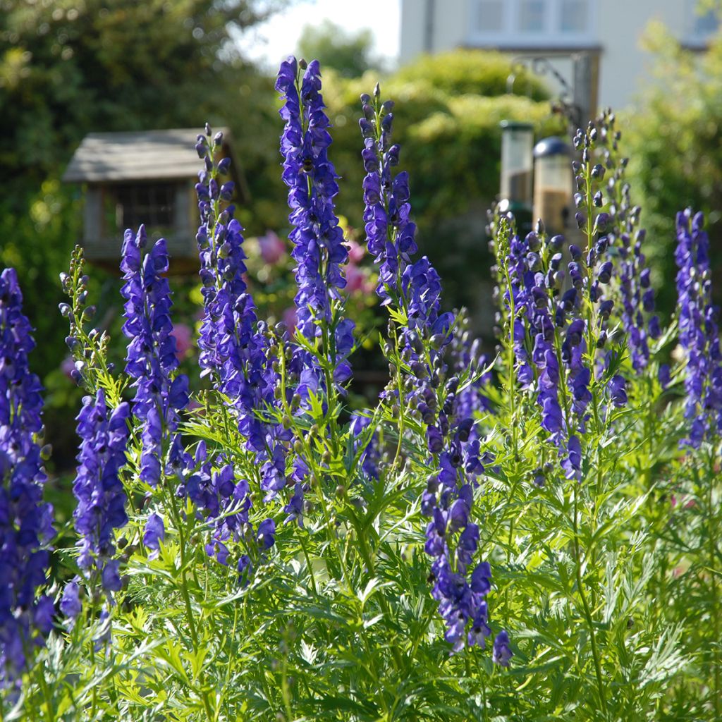 Aconitum napellus - Aconito napello