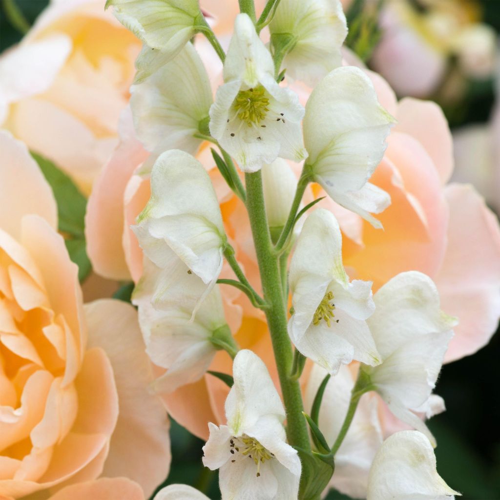 Aconitum napellus Schneewittchen - Aconito napello