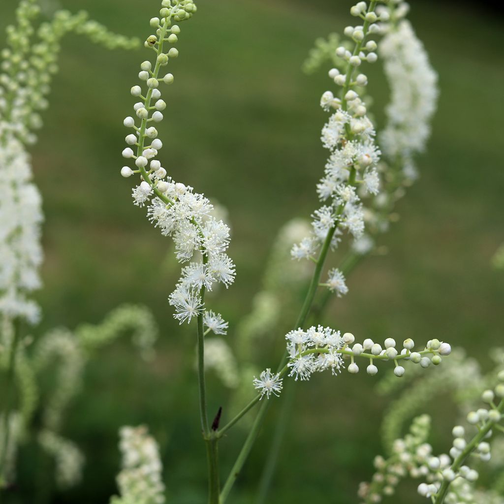 Actaea dahurica - Cimicifuga