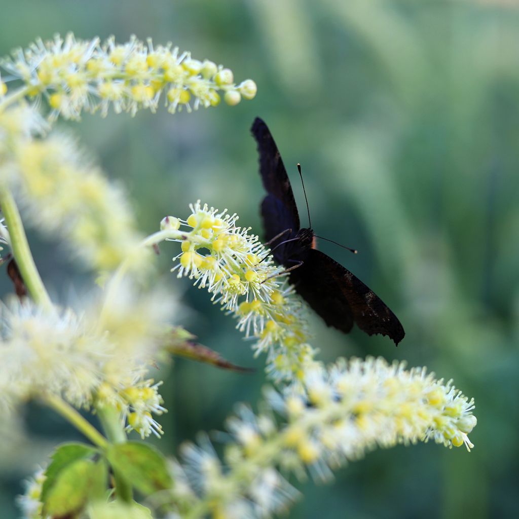 Actaea dahurica - Cimicifuga