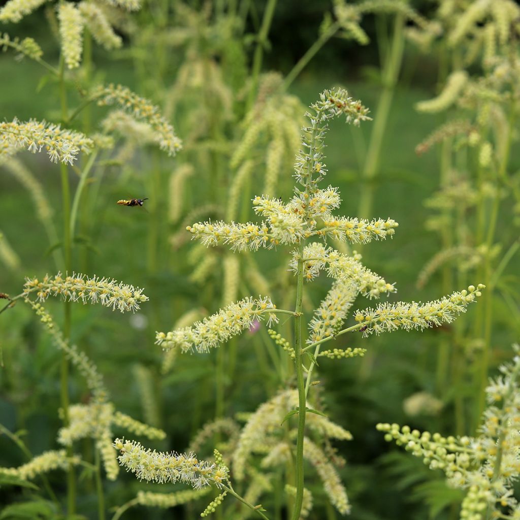 Actaea dahurica - Cimicifuga