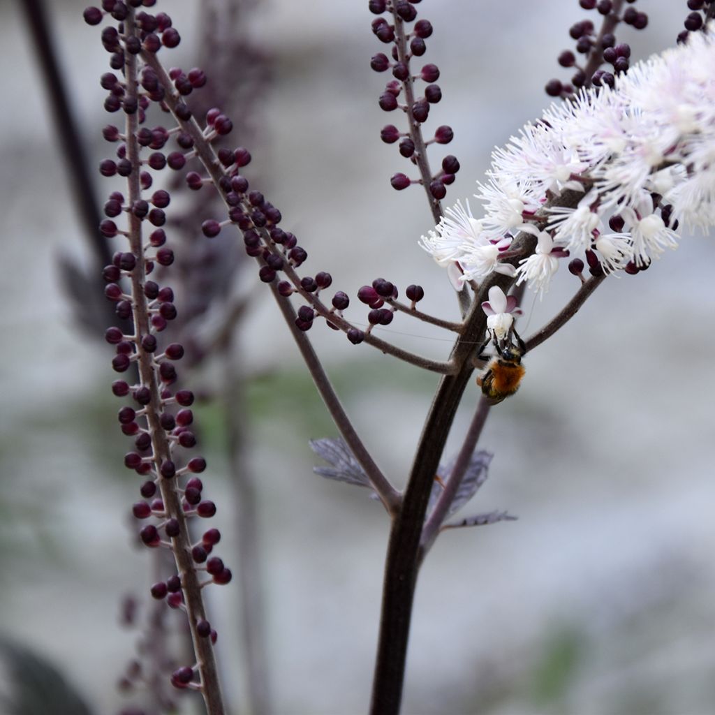 Actaea Queen of Sheba - Cimicifuga