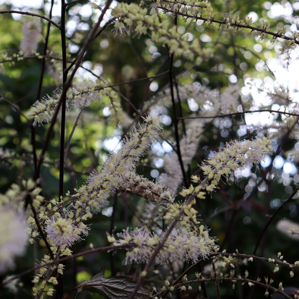 Actaea Queen of Sheba - Cimicifuga