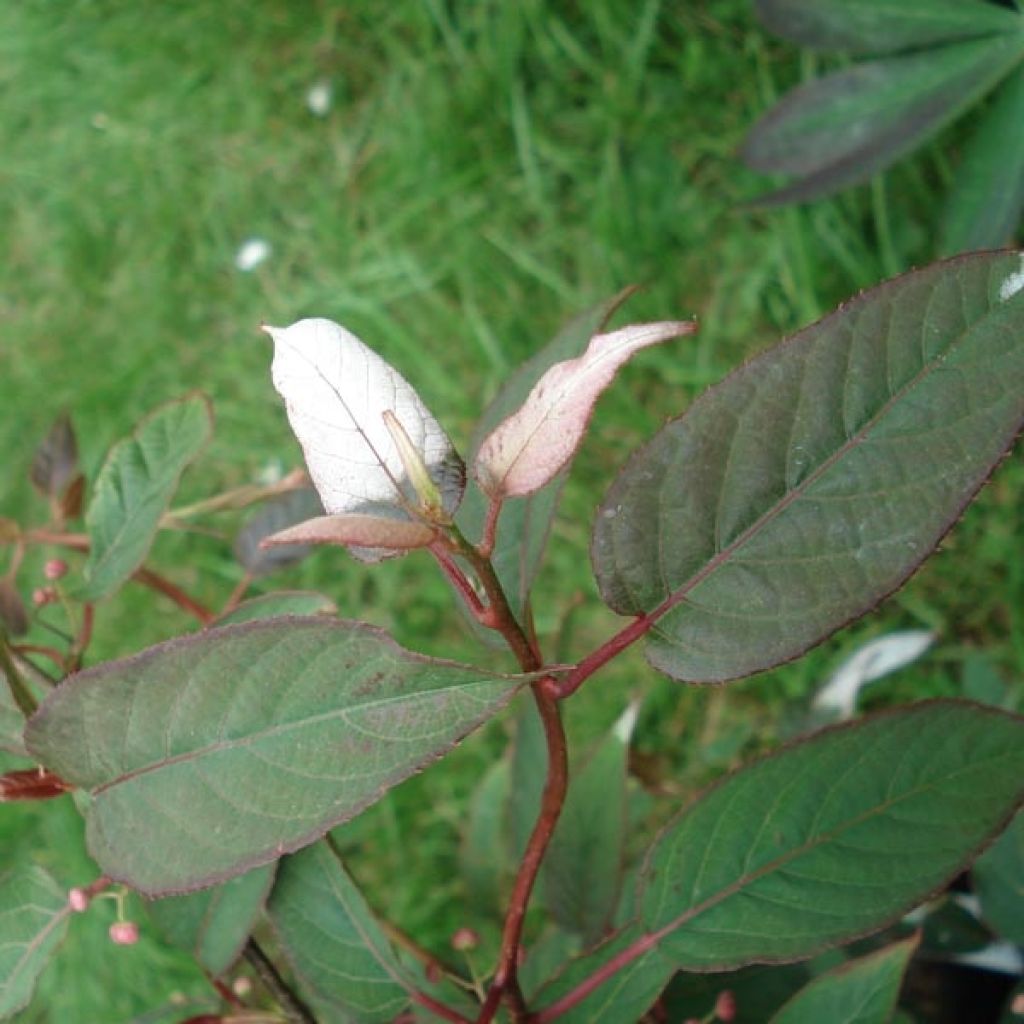 Actinidia pilosula - Kiwi d'ornement