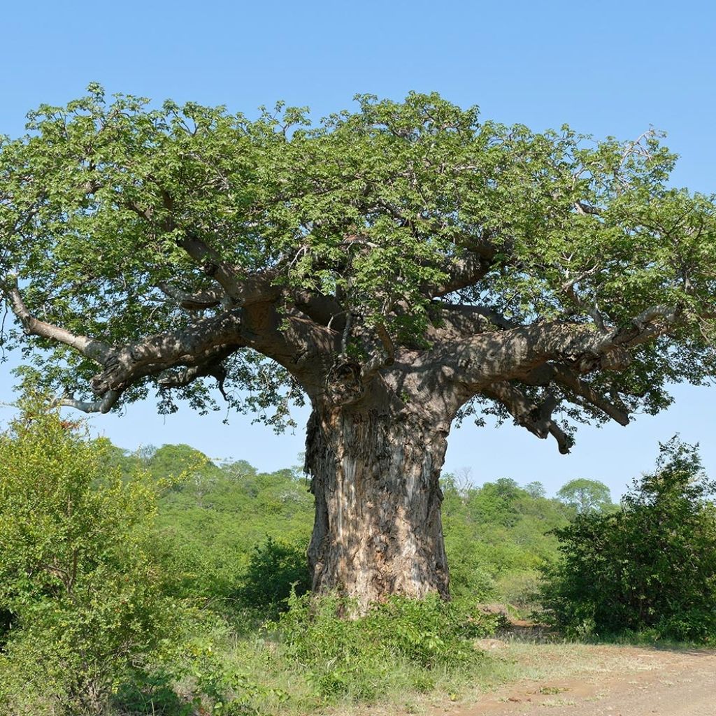 Adansonia digitata - Baobab africano