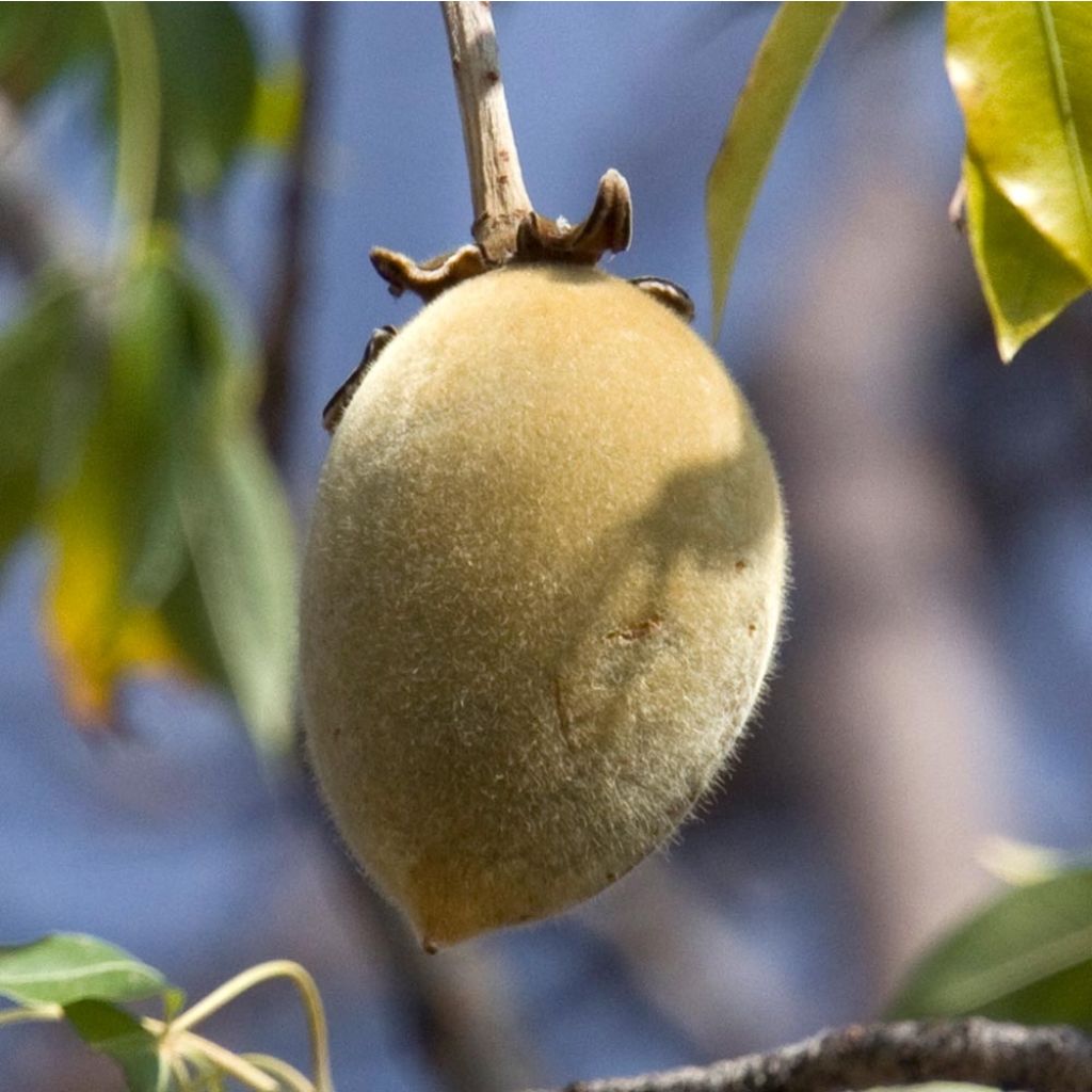 Adansonia digitata - Baobab africano