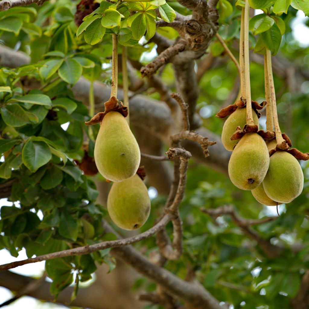 Adansonia digitata - Baobab africano