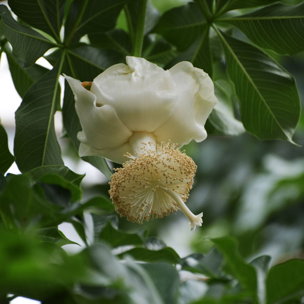 Adansonia digitata - Baobab africano