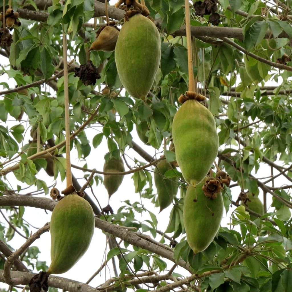 Adansonia grandidieri - Baobab de Madagascar