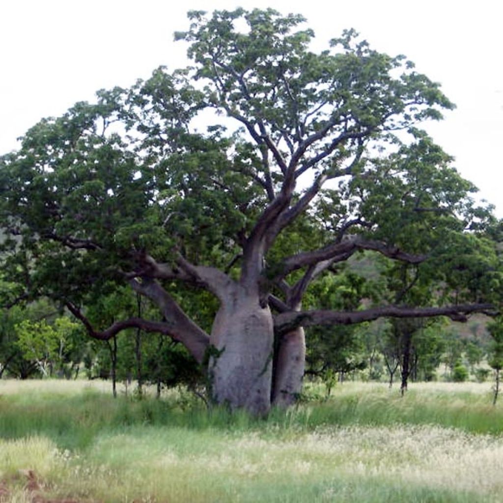 Adansonia gregorii - Baobab australiano