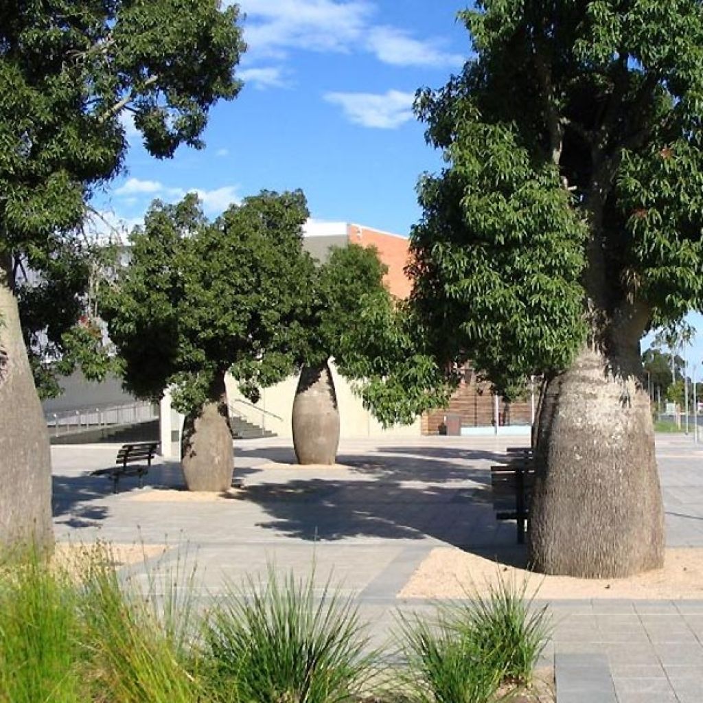 Adansonia gregorii - Baobab australiano