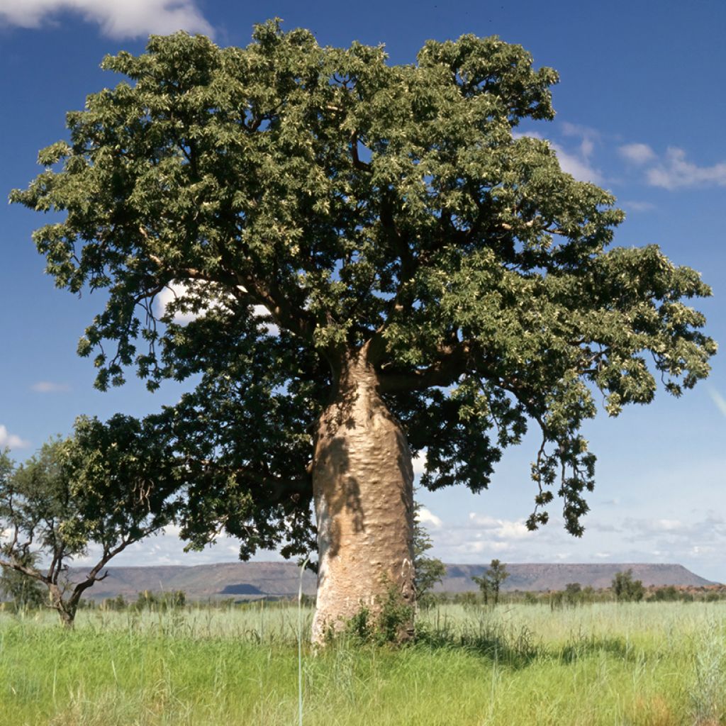 Adansonia gregorii - Baobab australiano