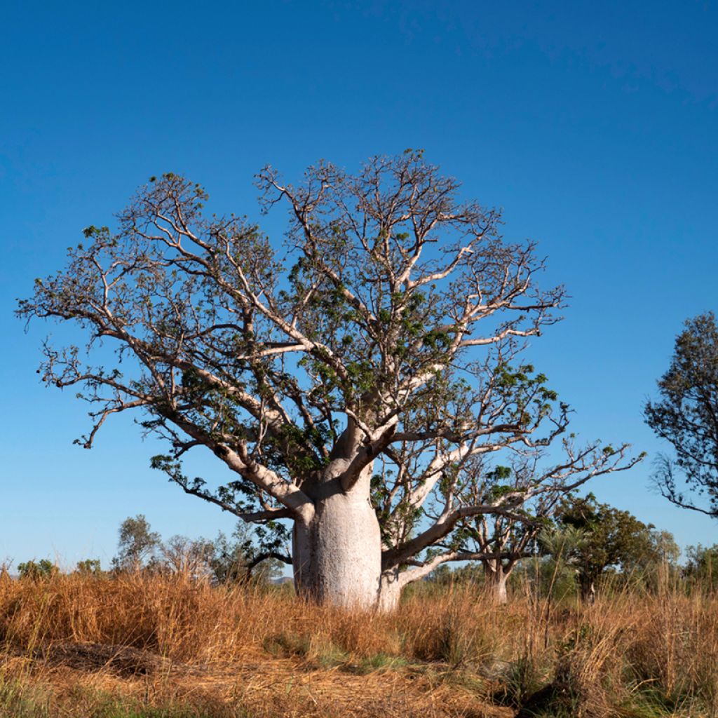 Adansonia gregorii - Baobab australiano