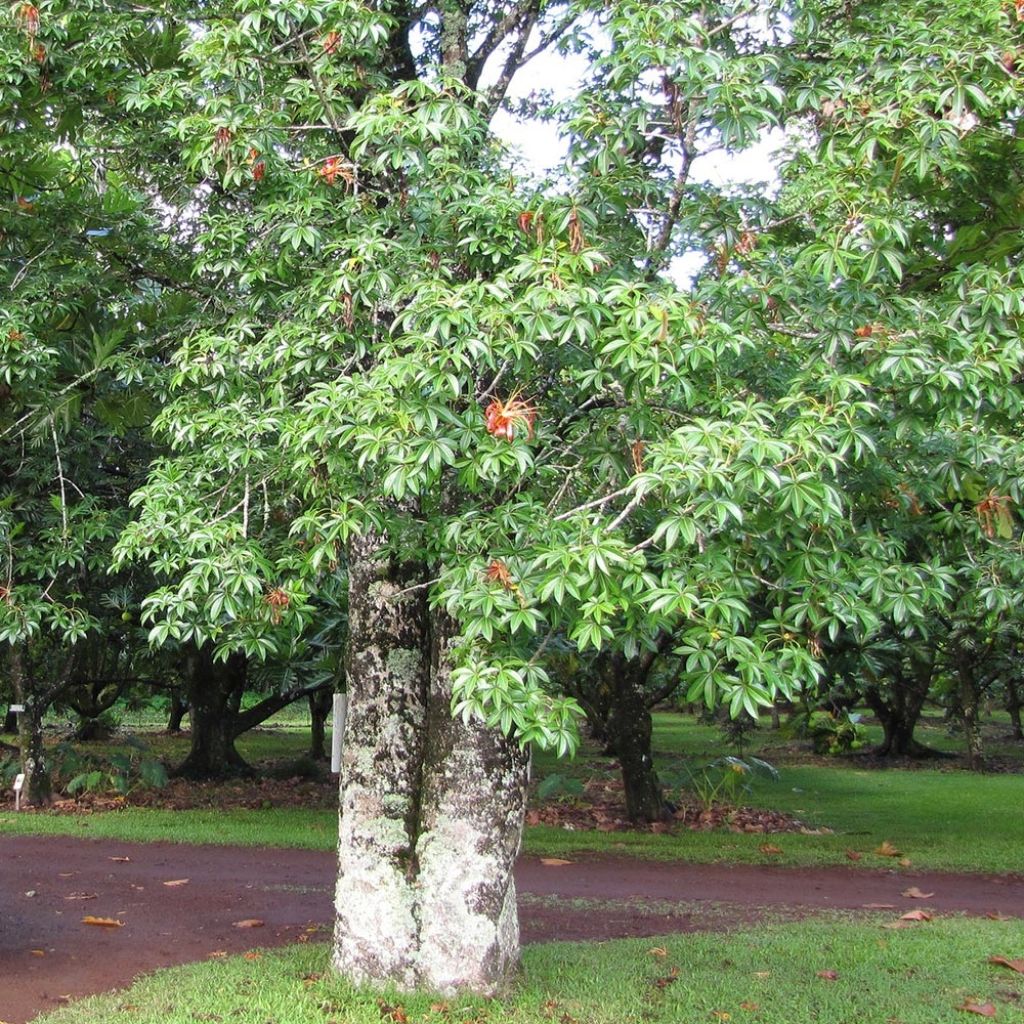 Adansonia madagascariensis - Baobab del Madagascar