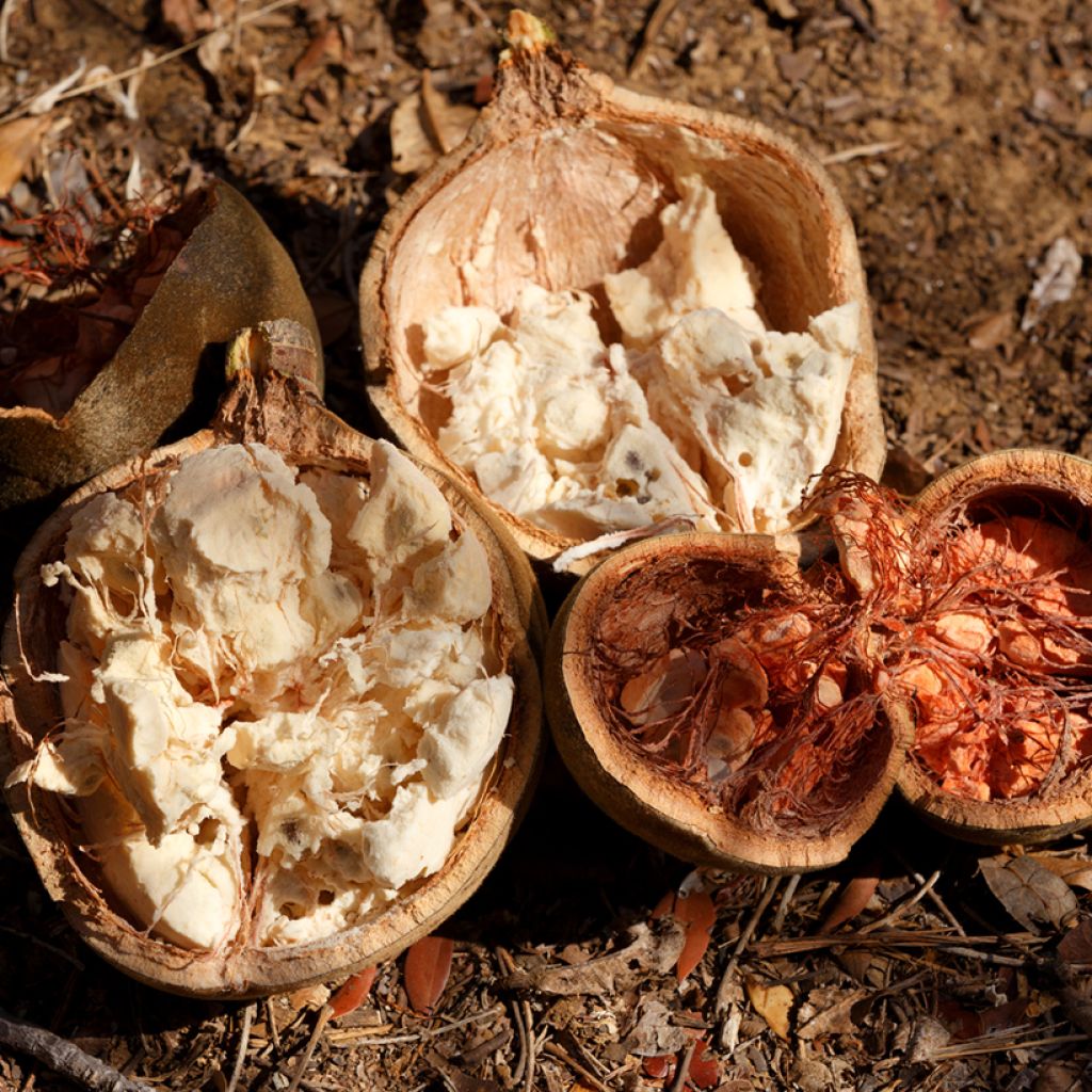 Adansonia madagascariensis - Baobab del Madagascar