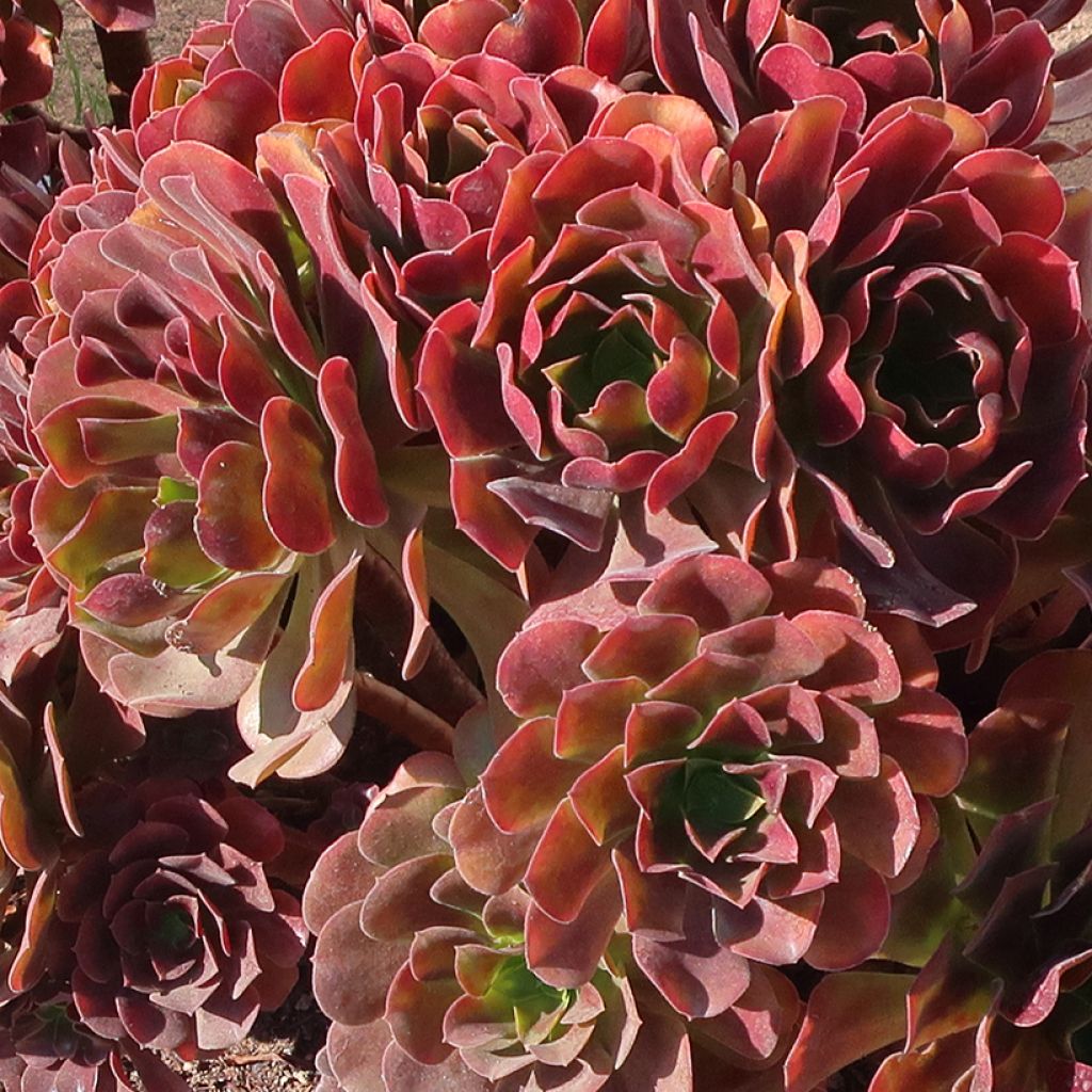 Aeonium arboreum Garnet - Aeonium en arbre