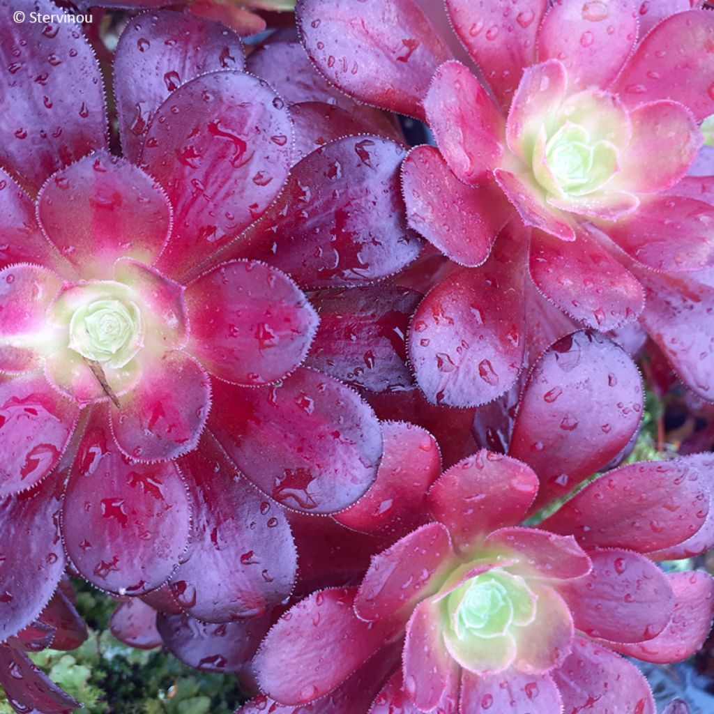 Aeonium arboreum Kilimandjaro