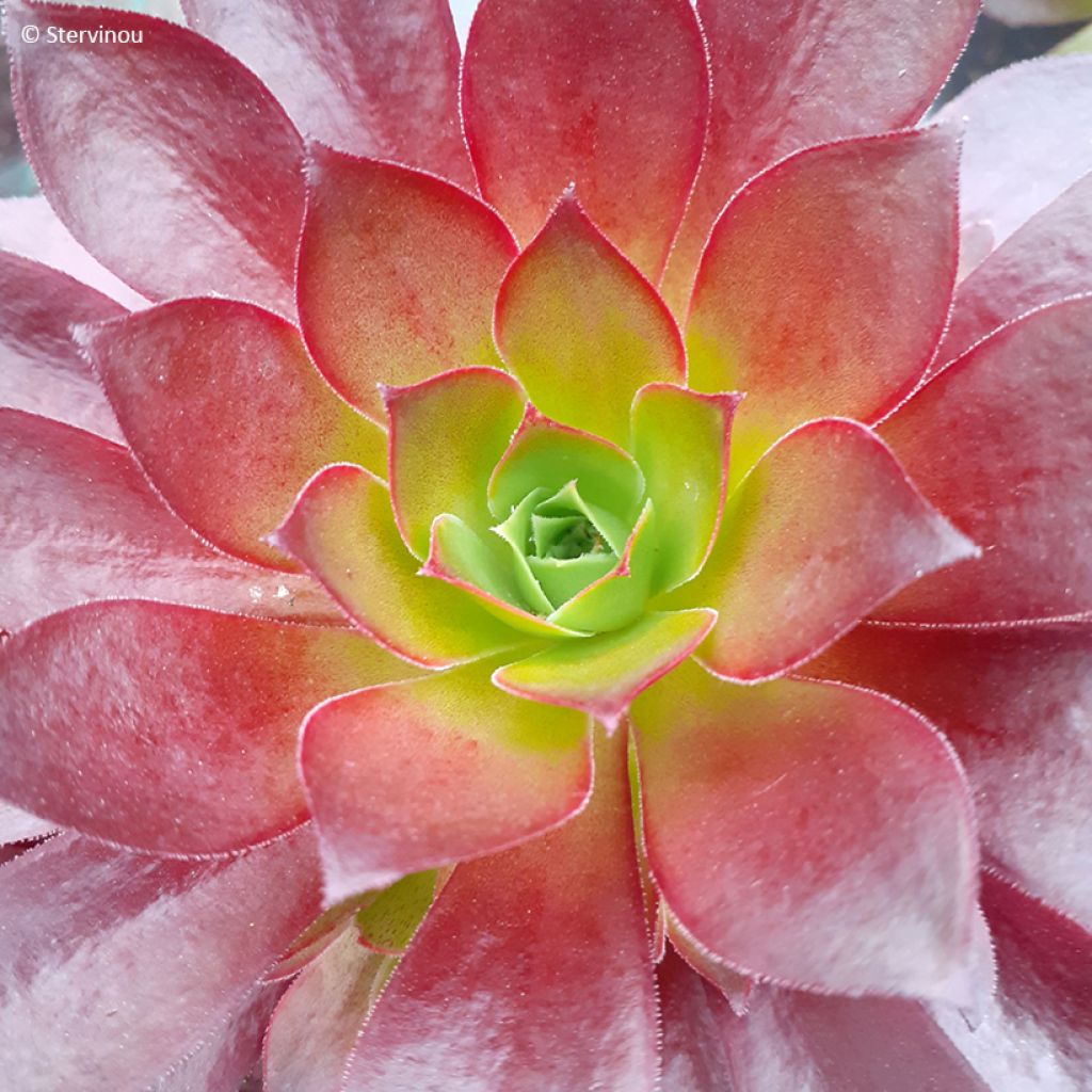 Aeonium arboreum Phoenix Flame