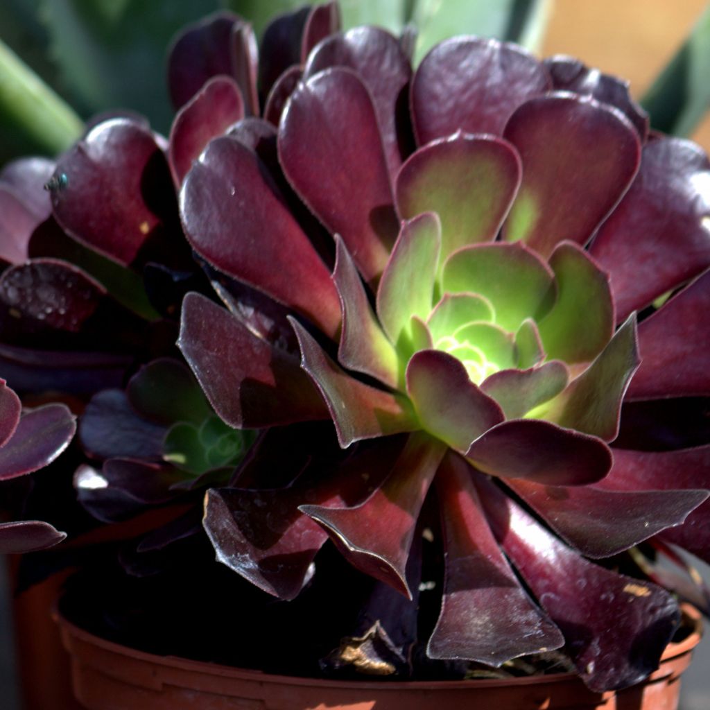 Aeonium arboreum var. atropurpureum Zwartkop