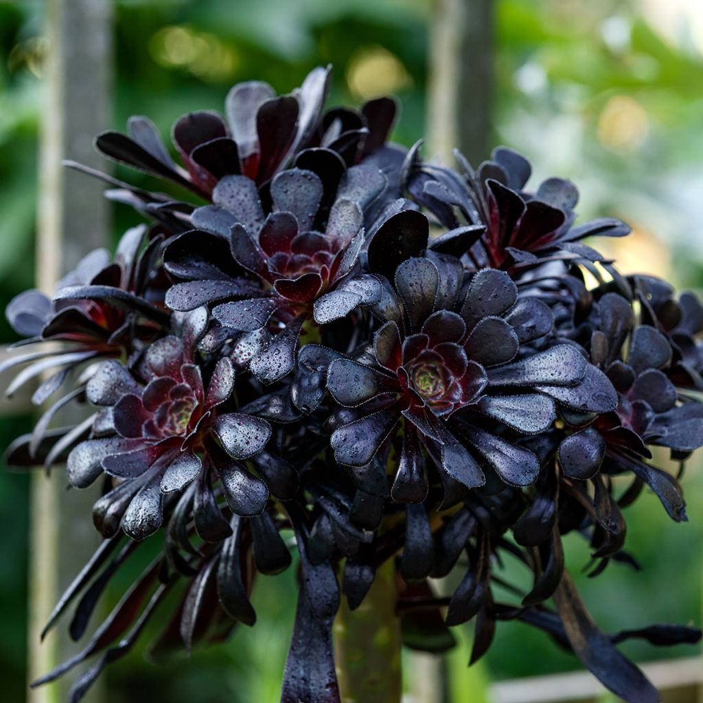 Aeonium arboreum var. atropurpureum Zwartkop