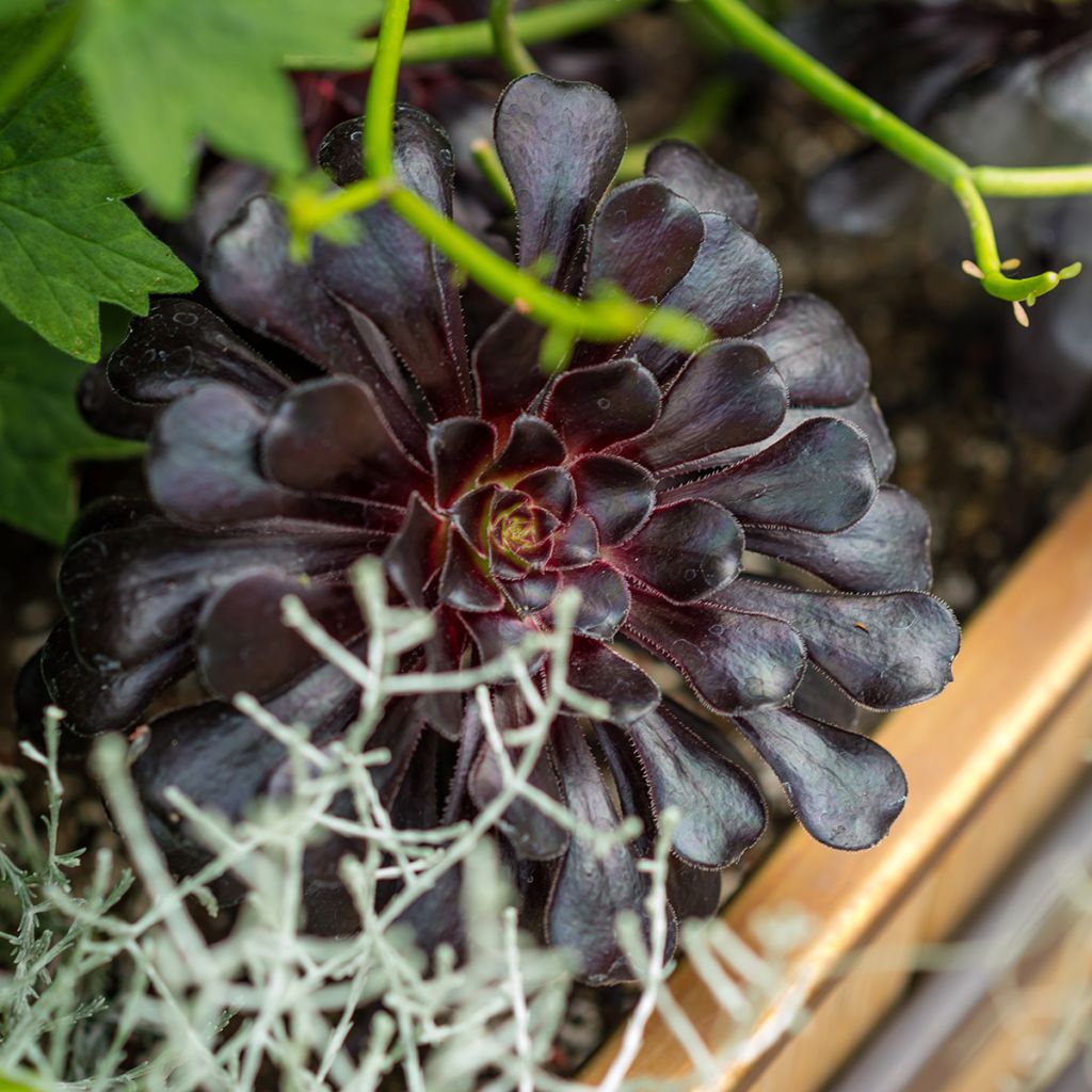 Aeonium arboreum var. atropurpureum Zwartkop