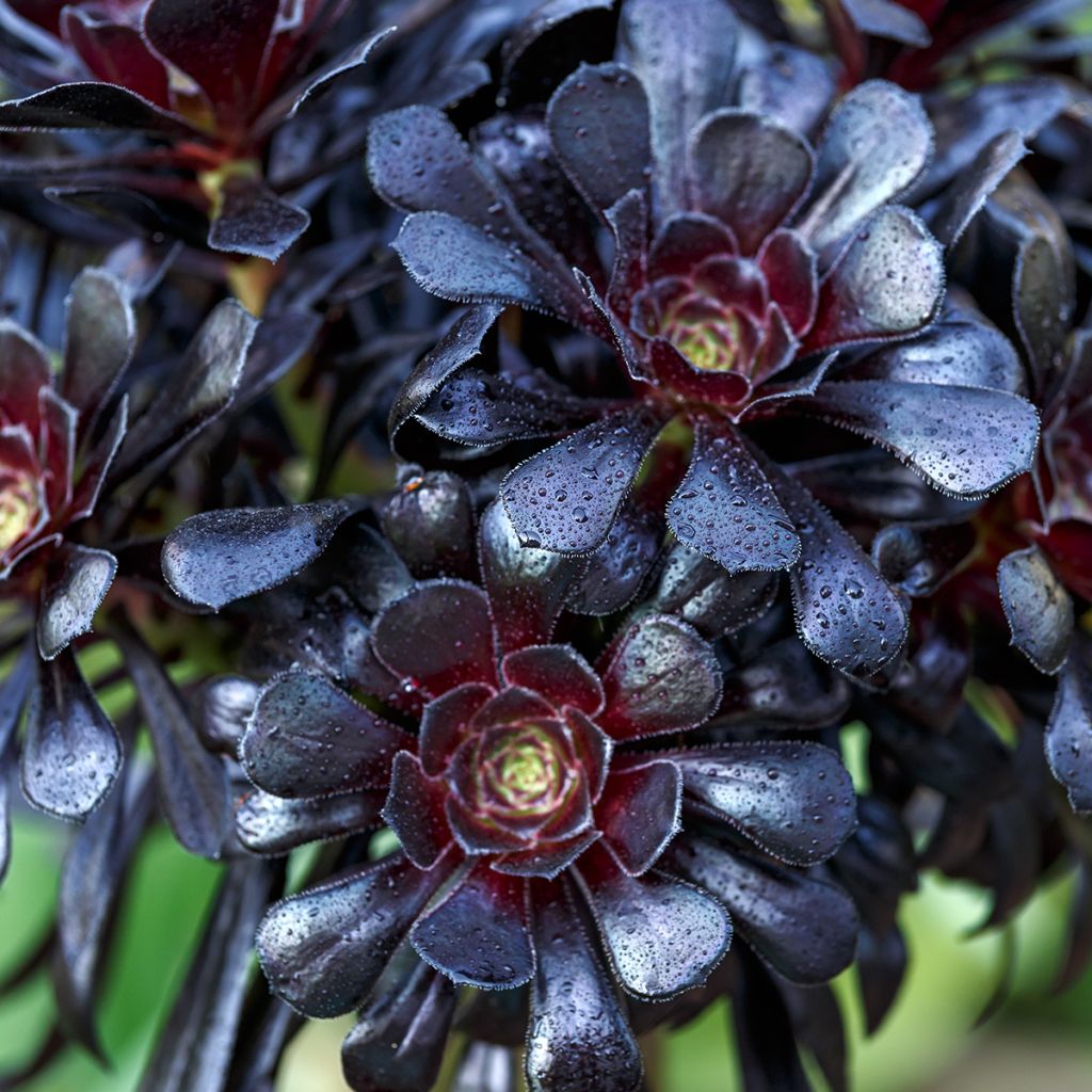 Aeonium arboreum var. atropurpureum Zwartkop