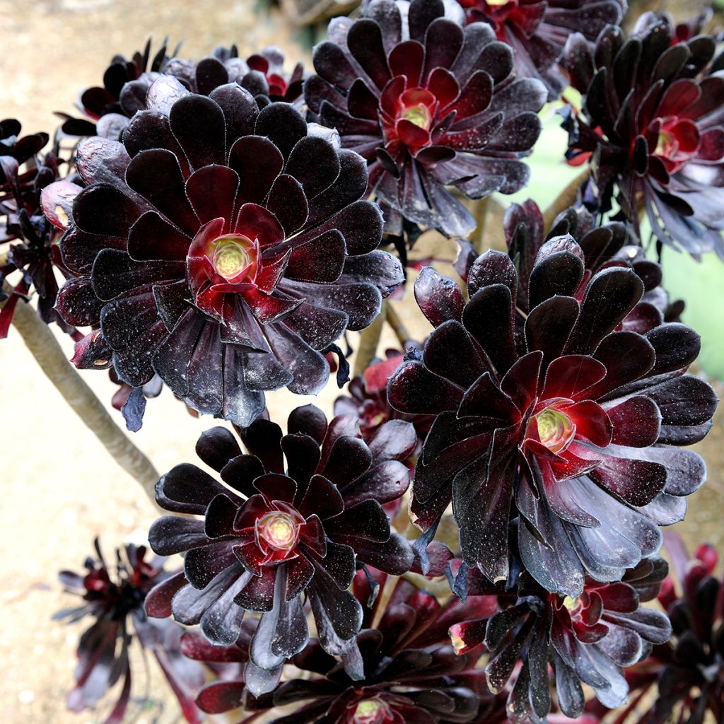 Aeonium arboreum var. atropurpureum Zwartkop