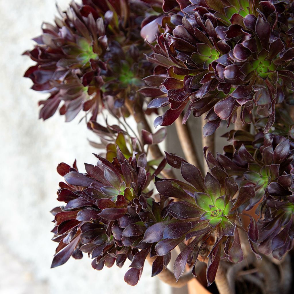 Aeonium arboreum var. atropurpureum Zwartkop