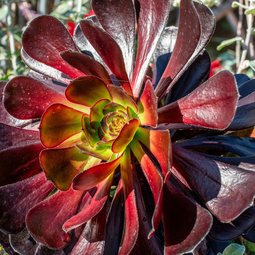 Aeonium arboreum var. atropurpureum Zwartkop