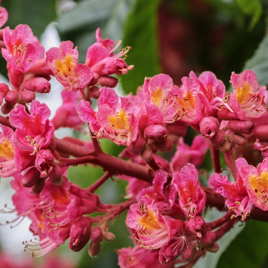 Aesculus carnea Briotii - Ippocastano rosso