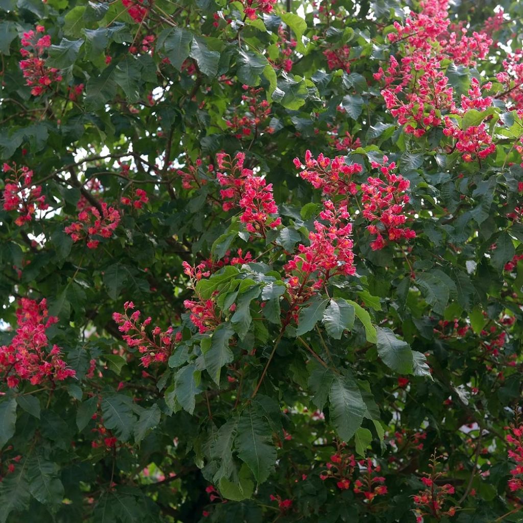 Aesculus carnea Briotii - Ippocastano rosso