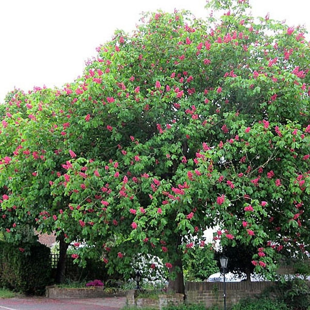 Aesculus carnea Briotii - Ippocastano rosso