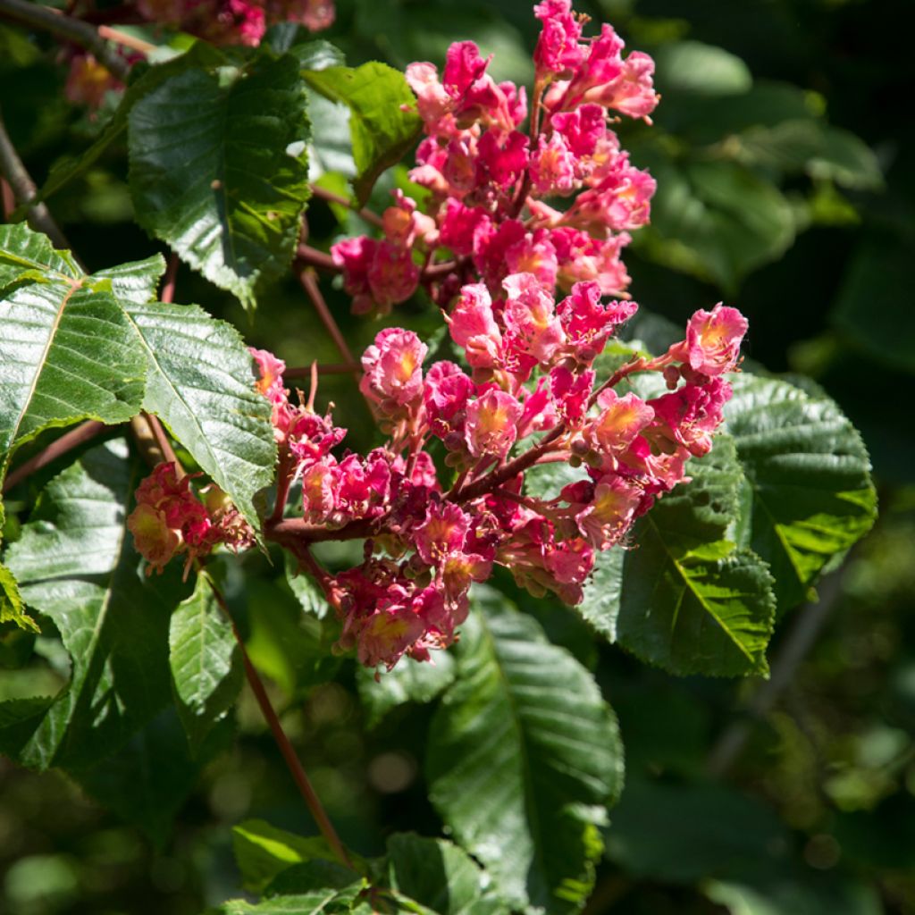 Aesculus carnea Briotii - Ippocastano rosso