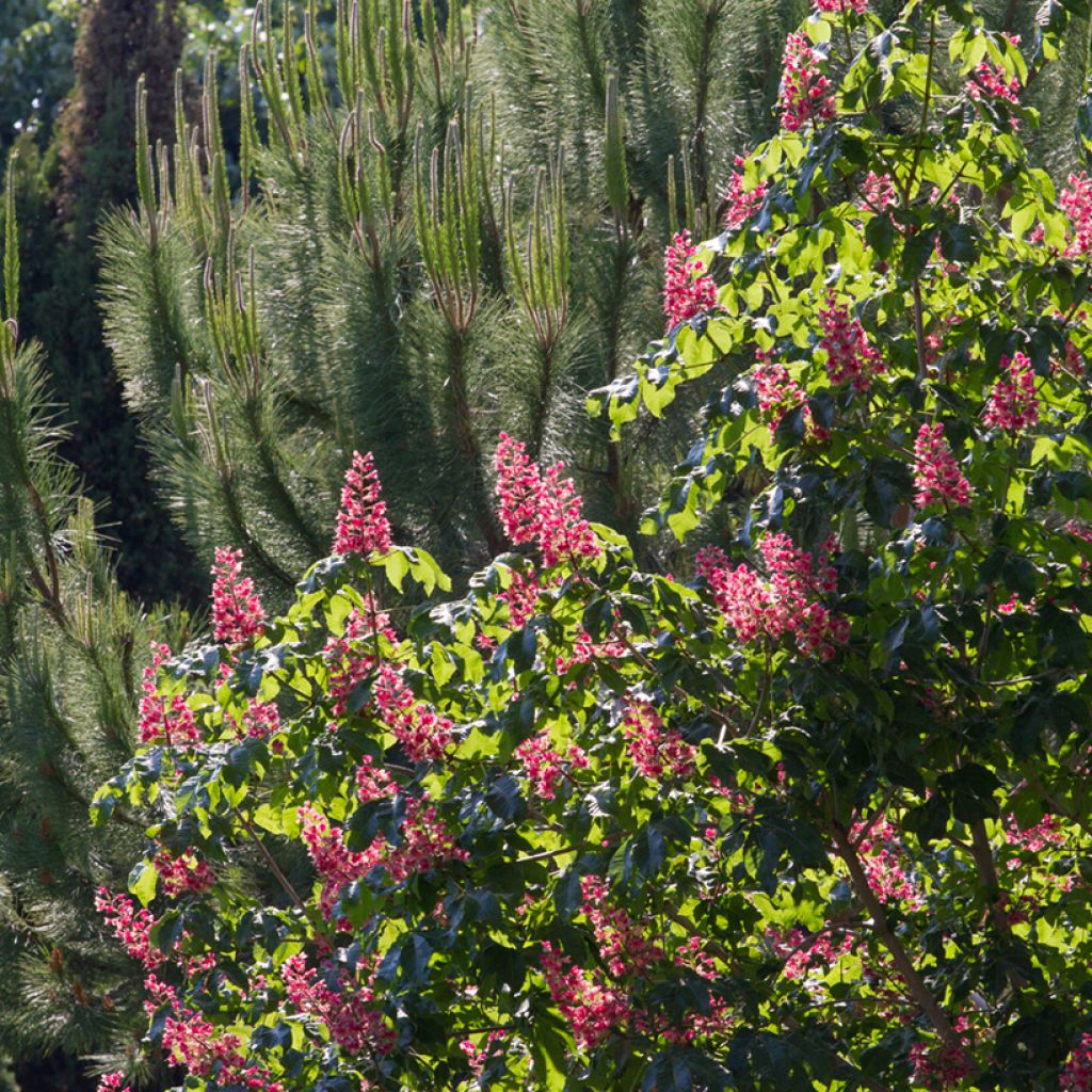 Aesculus carnea Briotii - Ippocastano rosso