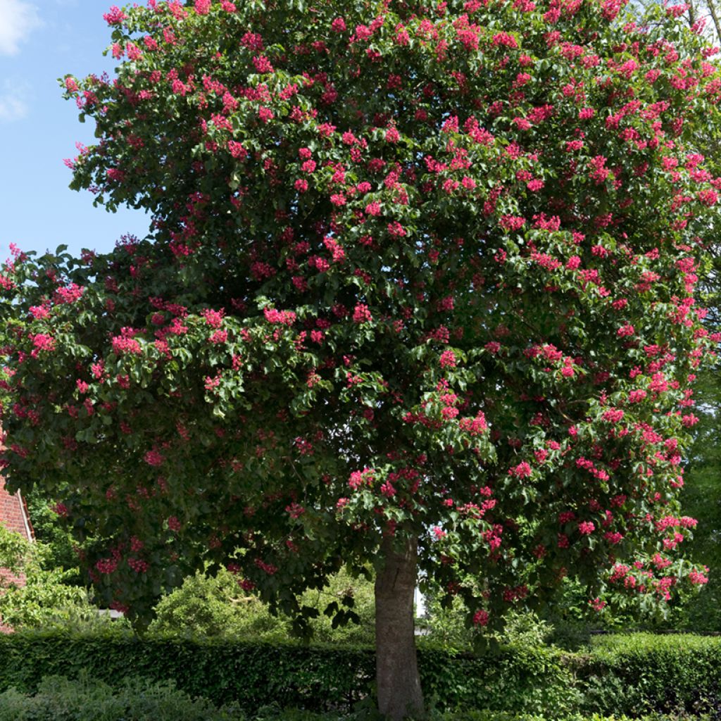 Aesculus carnea Briotii - Ippocastano rosso