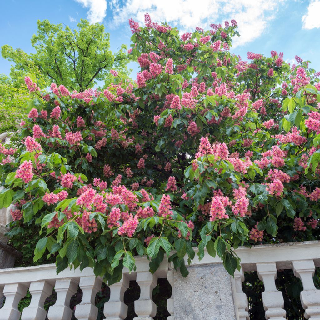 Aesculus carnea Briotii - Ippocastano rosso