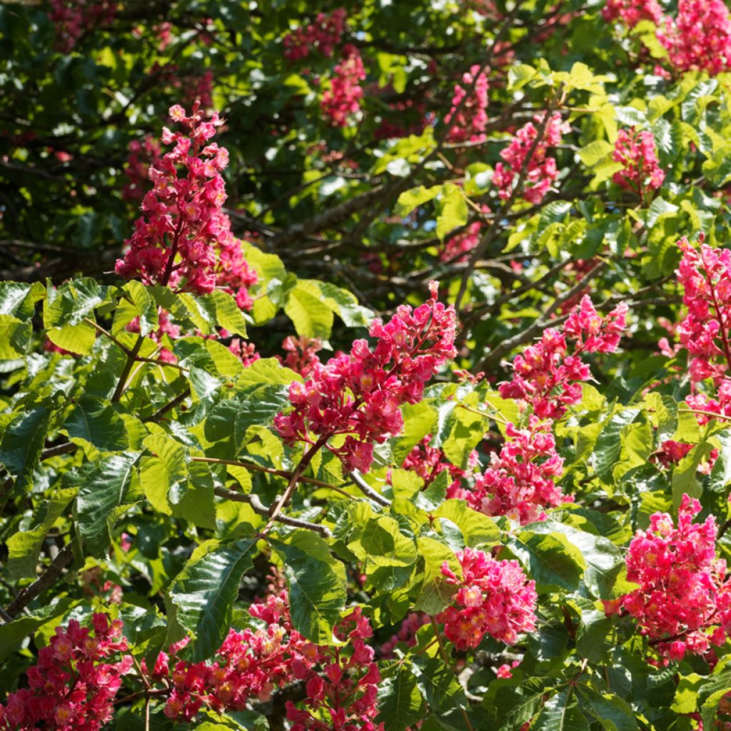 Aesculus carnea Briotii - Ippocastano rosso