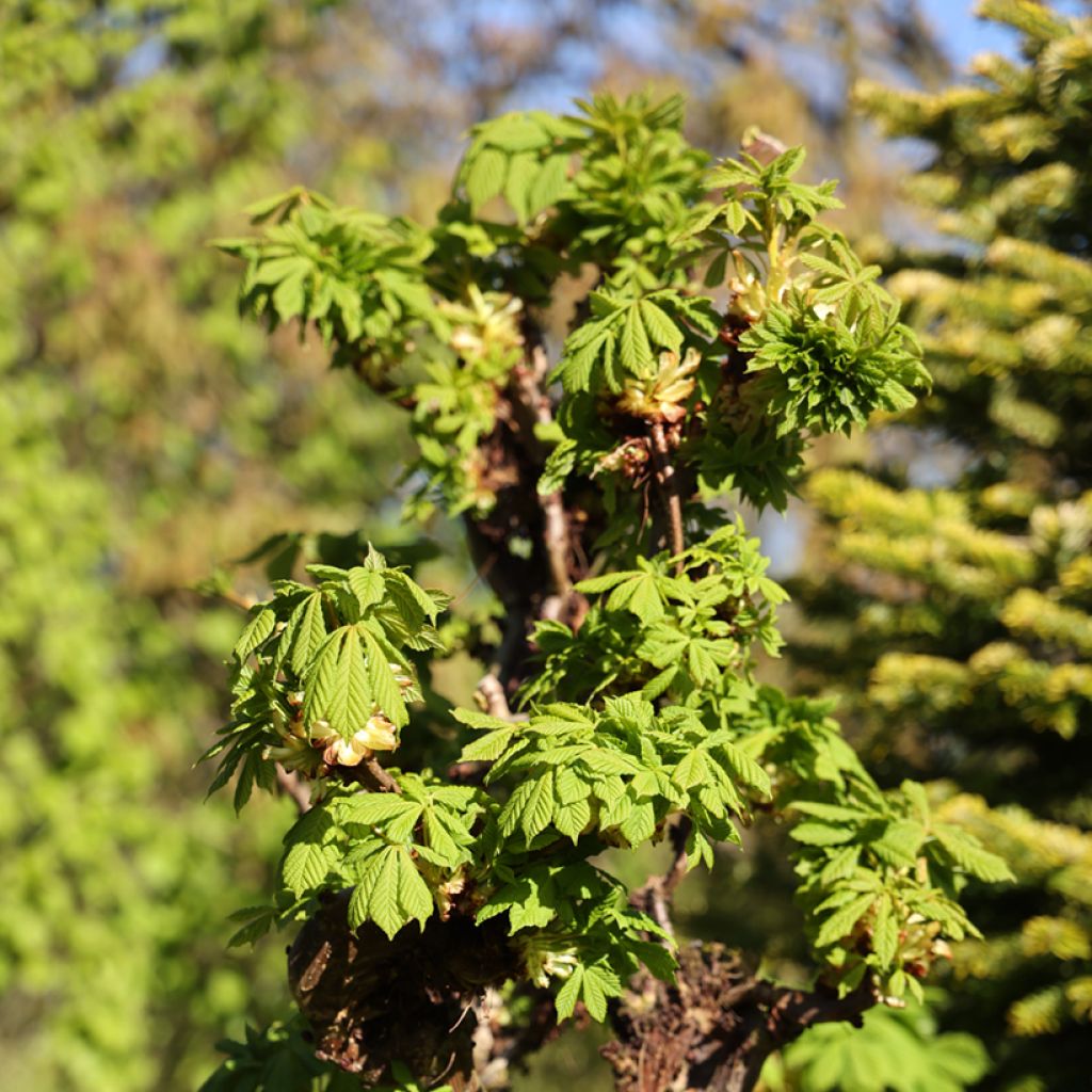 Aesculus hippocastanum Monstrosa