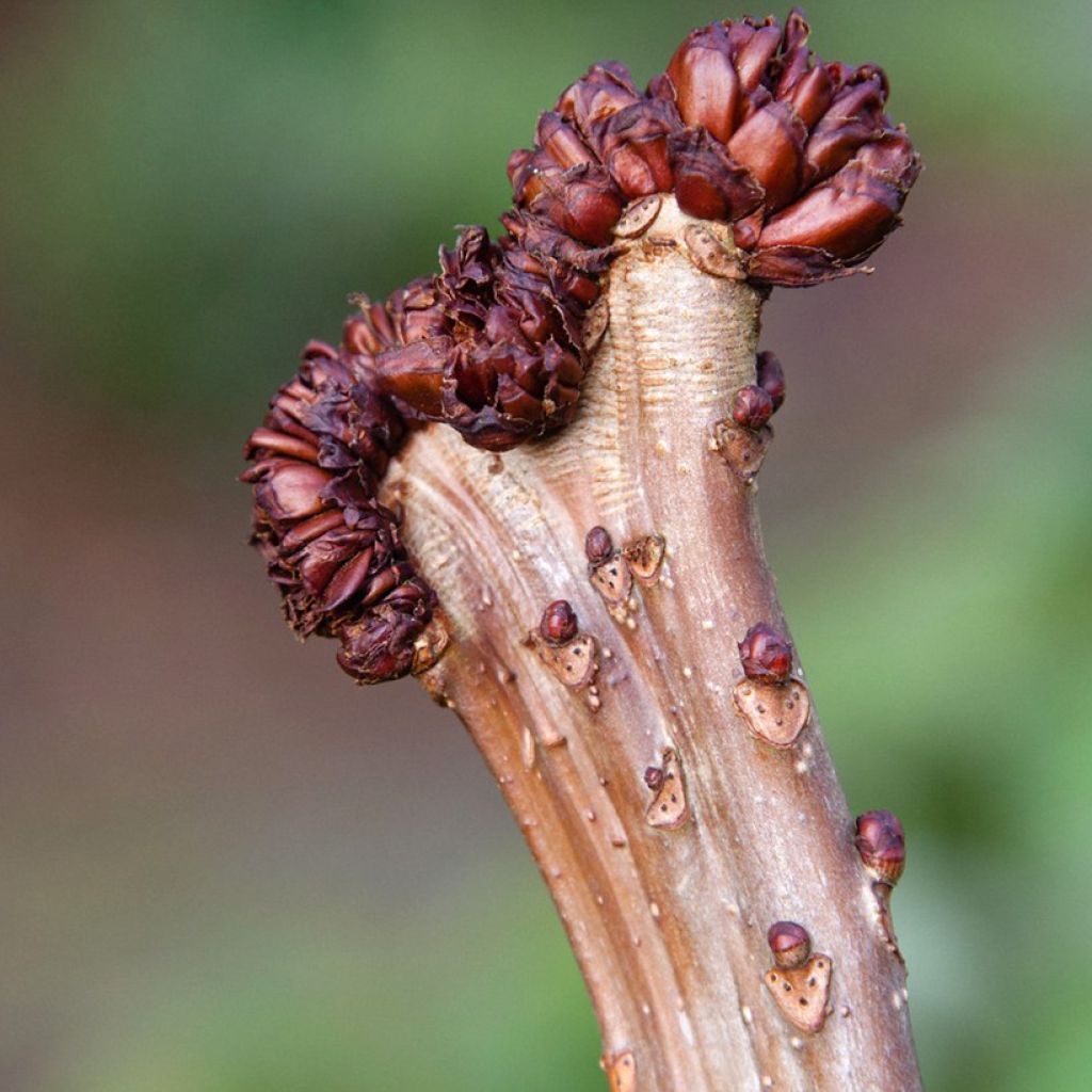 Aesculus hippocastanum Monstrosa