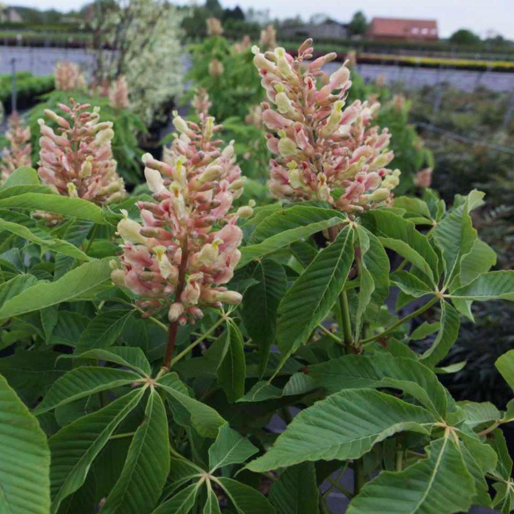 Aesculus mutabilis Induta