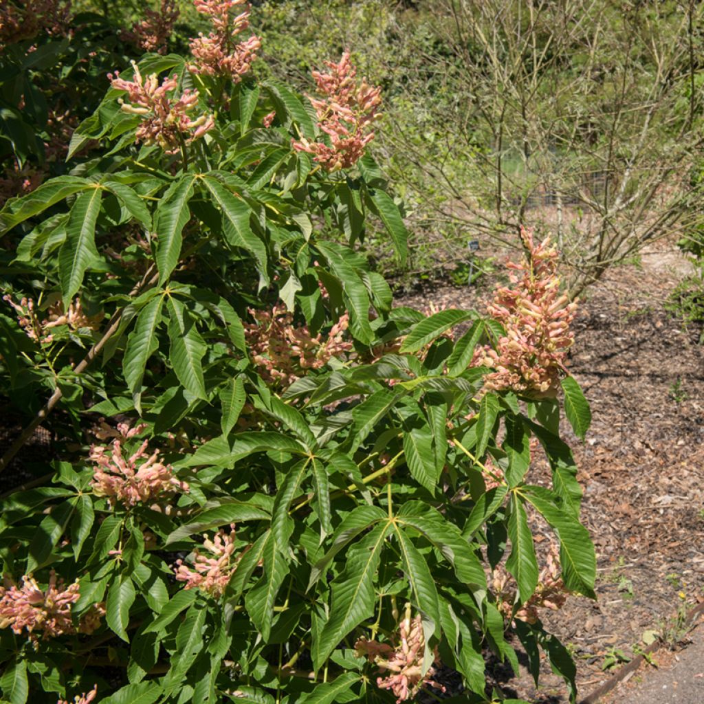 Aesculus mutabilis Induta