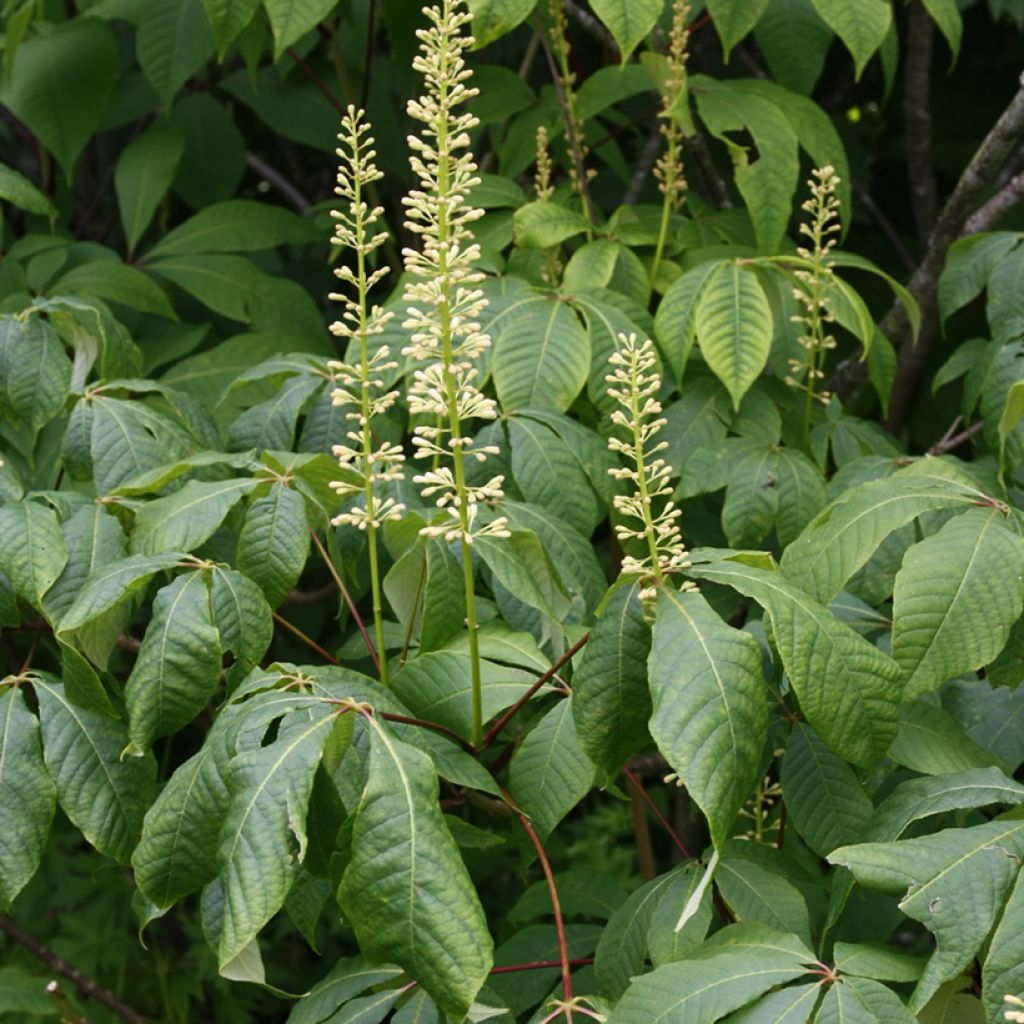 Aesculus parviflora - Ippocastano nano