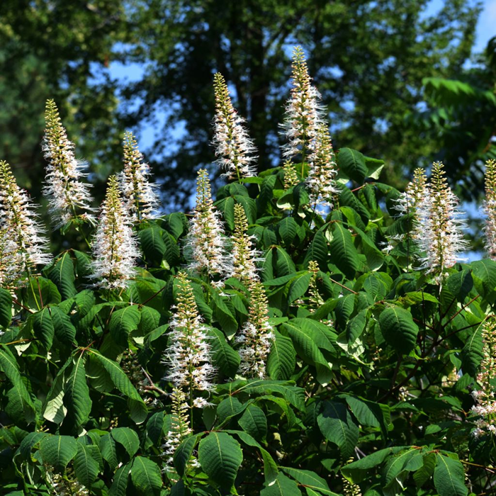 Aesculus parviflora - Ippocastano nano