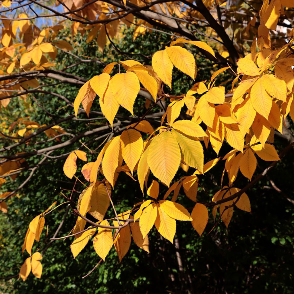 Aesculus parviflora - Ippocastano nano