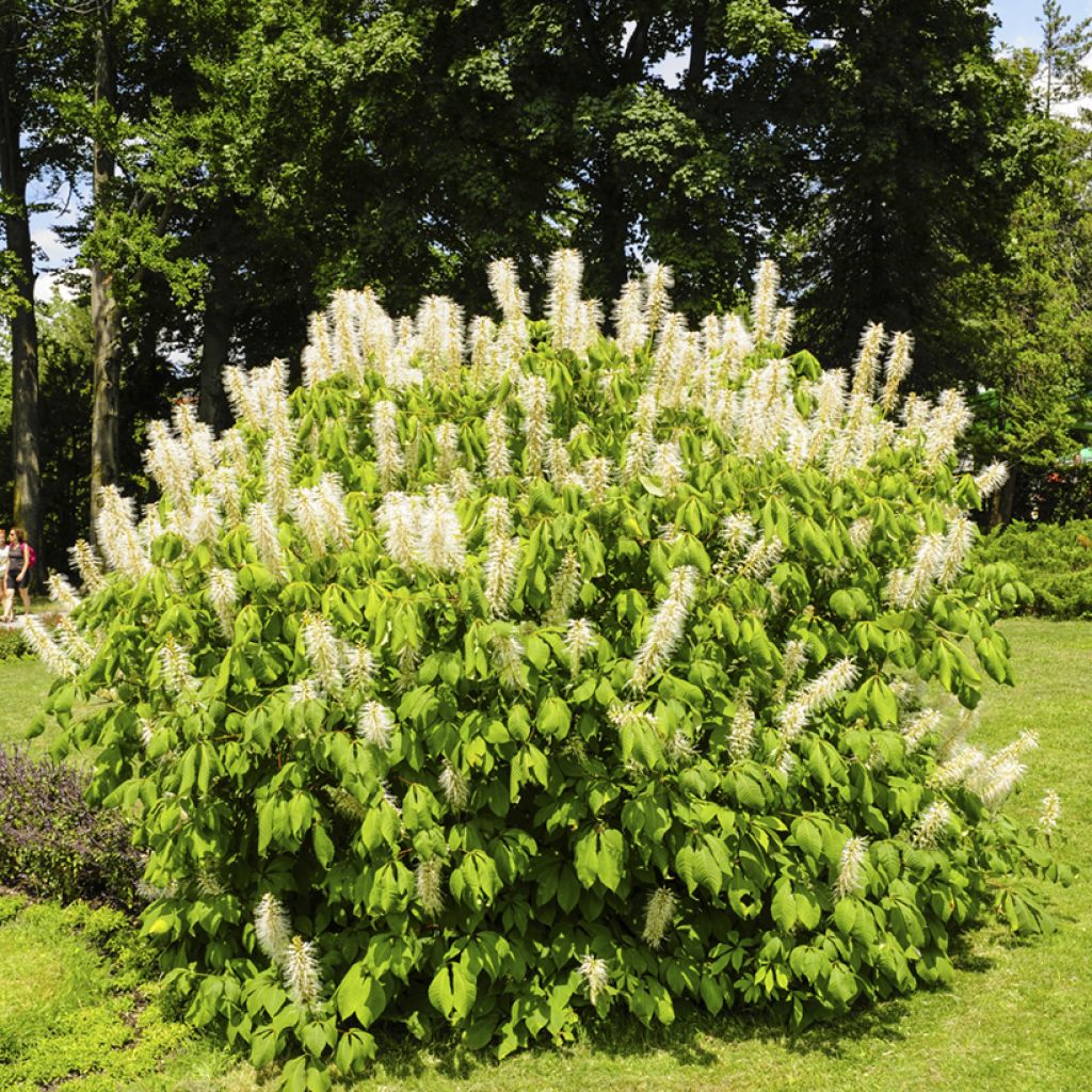 Aesculus parviflora - Ippocastano nano