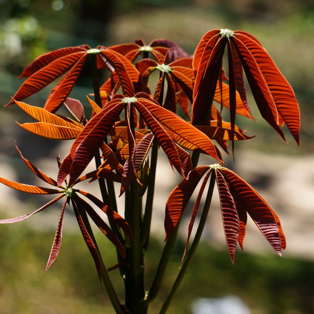 Aesculus parviflora - Ippocastano nano