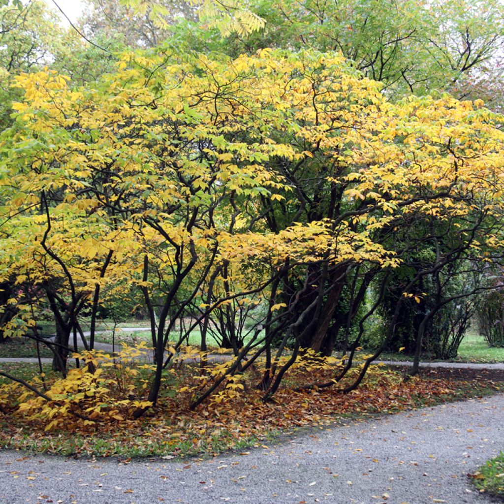 Aesculus parviflora - Ippocastano nano